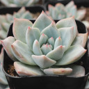 Echeveria 'Mexican Blush' - March