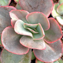 Echeveria 'Briar Rose' - February