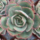 Echeveria 'Briar Rose' [large] - March
