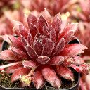 Sempervivum 'Pumaros' - March