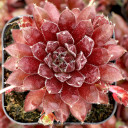 Sempervivum 'Pumaros' - March
