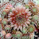 Sempervivum 'Pumaros' - July