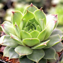 Sempervivum 'Limelight' - March