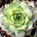 Sempervivum 'Limelight' - March