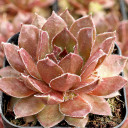 Sempervivum 'Hot Cocoa' - March