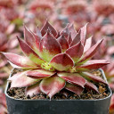 Sempervivum 'Bitter Chocolate' - March