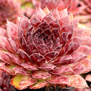 Sempervivum 'Bitter Chocolate' - July