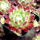 Sempervivum 'Eureka' - March