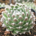 Sempervivum 'Eureka' - December