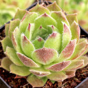 Sempervivum 'Frothy Coffee'  - March