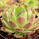 Sempervivum 'Frothy Coffee'  - March