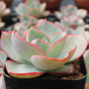 Echeveria 'White Rose' - March