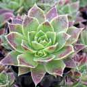 Sempervivum heuffelii 'Mont Rose'