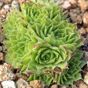 Sempervivum heuffelii 'Pollyanna' (Outdoors) - October