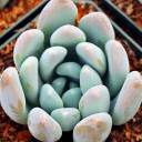 Graptosedum 'Blue Giant'
