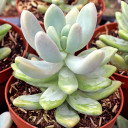 Graptosedum 'Blue Giant' [large] - March