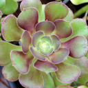 Aeonium urbicum 'Rubrum'