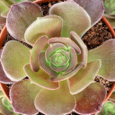 Aeonium urbicum 'Rubrum' [large] - March
