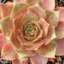 Sempervivum 'Burning Star' - April