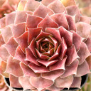 Sempervivum 'Burning Star' - December