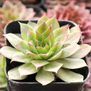 Sempervivum 'Burning Star' - December