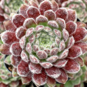 Sempervivum 'Pacific Plum Fuzzy' - April