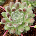 Sempervivum 'Pacific Plum Fuzzy' - March