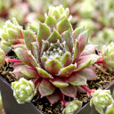 Sempervivum 'Sea Foam' - April