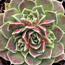 Sempervivum heuffelii 'Angel Wings' - April