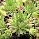 Sempervivum dolomiticum x montanum - April