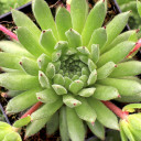 Sempervivum dolomiticum x montanum - April