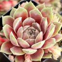 Sempervivum 'Pacific Velveteen' - April