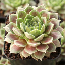 Sempervivum 'Pacific Velveteen' - February