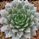 Sempervivum 'Centennial'