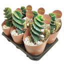 Cereus forbesii 'Spiralis' [rooted]