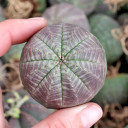 Euphorbia obesa - Baseball Plant [small] [bare root]