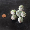 Euphorbia pseudoglobosa [bare root]