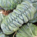 Myrtillocactus geometrizans f. cristatus [bare root]