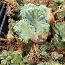 Myrtillocactus geometrizans f. cristatus [bare root]