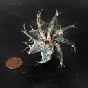 Astrophytum ornatum - Star Cactus [bare root]