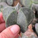 Astrophytum myriostigma - Bishop's Cap [bare root]