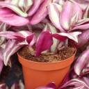 Tradescantia zebrina - Spiderwort