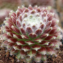 Sempervivum 'Pacific Teddy' - March
