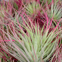 Air Plant - Tillandsia stricta (magenta, enhanced) [6.0-7.0"]