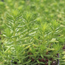 Sedum pulchellum f. variegata - May