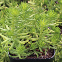 Sedum pulchellum f. variegata - May