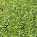 Sedum pulchellum f. variegata - May