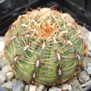 Oroya peruviana - May