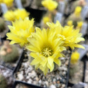 Frailea pygmaea var. aurea - May