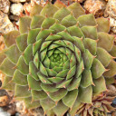 Sempervivum 'Purple Wiffle' (Outdoors) - August